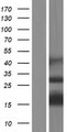 APITD1 Protein - Western validation with an anti-DDK antibody * L: Control HEK293 lysate R: Over-expression lysate