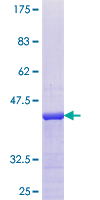 APITD1 Protein - 12.5% SDS-PAGE of human APITD1 stained with Coomassie Blue