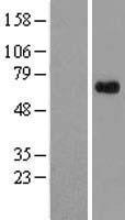 APLF / PALF Protein - Western validation with an anti-DDK antibody * L: Control HEK293 lysate R: Over-expression lysate