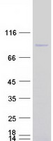 APLF / PALF Protein - Purified recombinant protein APLF was analyzed by SDS-PAGE gel and Coomassie Blue Staining