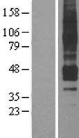 APLNR/ Apelin Receptor / APJ Protein - Western validation with an anti-DDK antibody * L: Control HEK293 lysate R: Over-expression lysate