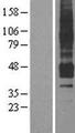 APLNR/ Apelin Receptor / APJ Protein - Western validation with an anti-DDK antibody * L: Control HEK293 lysate R: Over-expression lysate