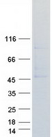 APLNR/ Apelin Receptor / APJ Protein - Purified recombinant protein APLNR was analyzed by SDS-PAGE gel and Coomassie Blue Staining