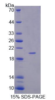 APLP1 / APLP-1 Protein - Recombinant  Amyloid Beta Precursor Like Protein 1 By SDS-PAGE