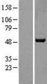 APMAP / C20orf3 Protein - Western validation with an anti-DDK antibody * L: Control HEK293 lysate R: Over-expression lysate
