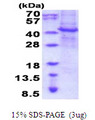 APMAP / C20orf3 Protein