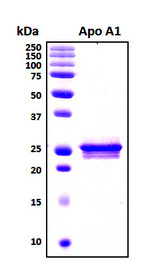 APOA1 / Apolipoprotein A 1 Protein - SDS-PAGE under reducing conditions and visualized by Coomassie blue staining