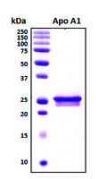 APOA1 / Apolipoprotein A 1 Protein - SDS-PAGE under reducing conditions and visualized by Coomassie blue staining