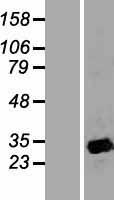 APOA1BP Protein - Western validation with an anti-DDK antibody * L: Control HEK293 lysate R: Over-expression lysate