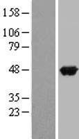 APOA4 Protein - Western validation with an anti-DDK antibody * L: Control HEK293 lysate R: Over-expression lysate