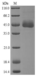 APOA4 Protein - (Tris-Glycine gel) Discontinuous SDS-PAGE (reduced) with 5% enrichment gel and 15% separation gel.