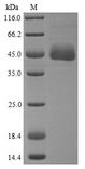 APOA4 Protein - (Tris-Glycine gel) Discontinuous SDS-PAGE (reduced) with 5% enrichment gel and 15% separation gel.