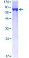 APOA4 Protein - 12.5% SDS-PAGE of human APOA4 stained with Coomassie Blue