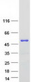 APOA4 Protein - Purified recombinant protein APOA4 was analyzed by SDS-PAGE gel and Coomassie Blue Staining