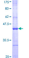 APOBEC1 Protein - 12.5% SDS-PAGE Stained with Coomassie Blue.