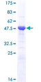 APOBEC2 Protein - 12.5% SDS-PAGE of human APOBEC2 stained with Coomassie Blue