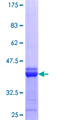 APOBEC2 Protein - 12.5% SDS-PAGE Stained with Coomassie Blue.