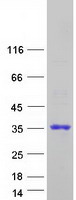 APOBEC2 Protein - Purified recombinant protein APOBEC2 was analyzed by SDS-PAGE gel and Coomassie Blue Staining