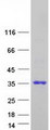 APOBEC2 Protein - Purified recombinant protein APOBEC2 was analyzed by SDS-PAGE gel and Coomassie Blue Staining