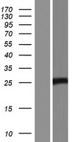 APOBEC3A Protein - Western validation with an anti-DDK antibody * L: Control HEK293 lysate R: Over-expression lysate