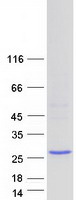 APOBEC3A Protein - Purified recombinant protein APOBEC3A was analyzed by SDS-PAGE gel and Coomassie Blue Staining