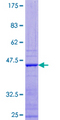 APOBEC3F / ARP8 Protein - 12.5% SDS-PAGE of human APOBEC3F stained with Coomassie Blue