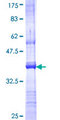 APOBEC3F / ARP8 Protein - 12.5% SDS-PAGE Stained with Coomassie Blue.