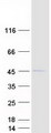 APOBEC3F / ARP8 Protein - Purified recombinant protein APOBEC3F was analyzed by SDS-PAGE gel and Coomassie Blue Staining