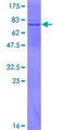APOBEC3G / CEM15 Protein - 12.5% SDS-PAGE of human APOBEC3G stained with Coomassie Blue