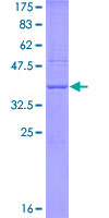 APOBEC3G / CEM15 Protein - 12.5% SDS-PAGE Stained with Coomassie Blue.