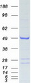 APOBEC3G / CEM15 Protein - Purified recombinant protein APOBEC3G was analyzed by SDS-PAGE gel and Coomassie Blue Staining