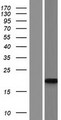 APOBEC3H Protein - Western validation with an anti-DDK antibody * L: Control HEK293 lysate R: Over-expression lysate