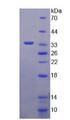 APOC3 / Apolipoprotein C III Protein - Recombinant Apolipoprotein C3 By SDS-PAGE