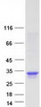 APOD / Apolipoprotein D Protein - Purified recombinant protein APOD was analyzed by SDS-PAGE gel and Coomassie Blue Staining