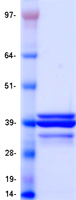 APOE / Apolipoprotein E Protein - Purified recombinant protein APOE was analyzed by SDS-PAGE gel and Coomassie Blue Staining