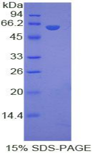 APOER2 / LRP8 Protein - Recombinant Low Density Lipoprotein Receptor Related Protein 8 By SDS-PAGE