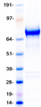 APOER2 / LRP8 Protein - Purified recombinant protein LRP8 was analyzed by SDS-PAGE gel and Coomassie Blue Staining