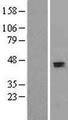 APOH / Apolipoprotein H Protein - Western validation with an anti-DDK antibody * L: Control HEK293 lysate R: Over-expression lysate