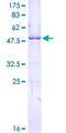 APOL1 / Apolipoprotein L Protein - 12.5% SDS-PAGE of human APOL1 stained with Coomassie Blue