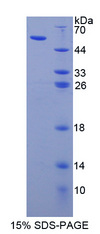 APOL1 / Apolipoprotein L Protein - Recombinant  Apolipoprotein L By SDS-PAGE