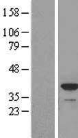 APOL2 / Apolipoprotein L 2 Protein - Western validation with an anti-DDK antibody * L: Control HEK293 lysate R: Over-expression lysate