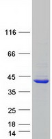 APOL2 / Apolipoprotein L 2 Protein - Purified recombinant protein APOL2 was analyzed by SDS-PAGE gel and Coomassie Blue Staining
