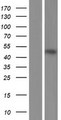 APOL3 / Apolipoprotein L 3 Protein - Western validation with an anti-DDK antibody * L: Control HEK293 lysate R: Over-expression lysate