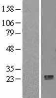 APOL3 / Apolipoprotein L 3 Protein - Western validation with an anti-DDK antibody * L: Control HEK293 lysate R: Over-expression lysate