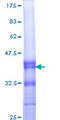 APOL3 / Apolipoprotein L 3 Protein - 12.5% SDS-PAGE Stained with Coomassie Blue.