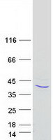 APOL3 / Apolipoprotein L 3 Protein - Purified recombinant protein APOL3 was analyzed by SDS-PAGE gel and Coomassie Blue Staining