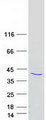 APOL3 / Apolipoprotein L 3 Protein - Purified recombinant protein APOL3 was analyzed by SDS-PAGE gel and Coomassie Blue Staining