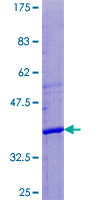 APOL4 / Apolipoprotein L 4 Protein - 12.5% SDS-PAGE of human APOL4 stained with Coomassie Blue