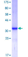 Apolipoprotein A-II Protein - 12.5% SDS-PAGE of human APOA2 stained with Coomassie Blue