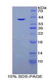 Apolipoprotein A-II Protein - Recombinant Apolipoprotein A2 By SDS-PAGE